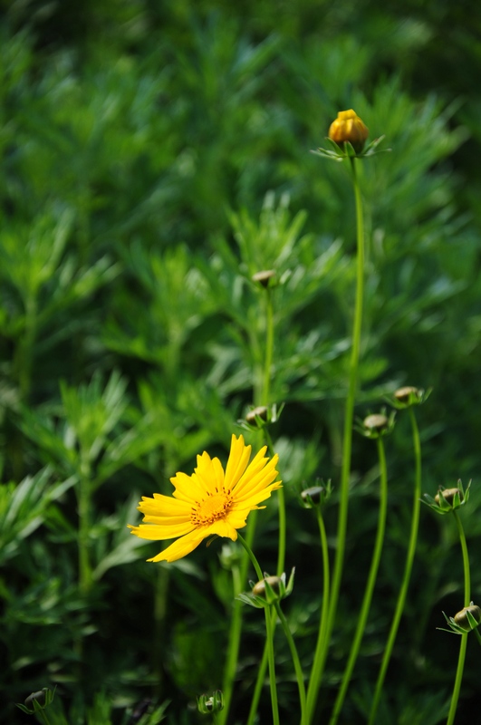 DSC_3666.jpg