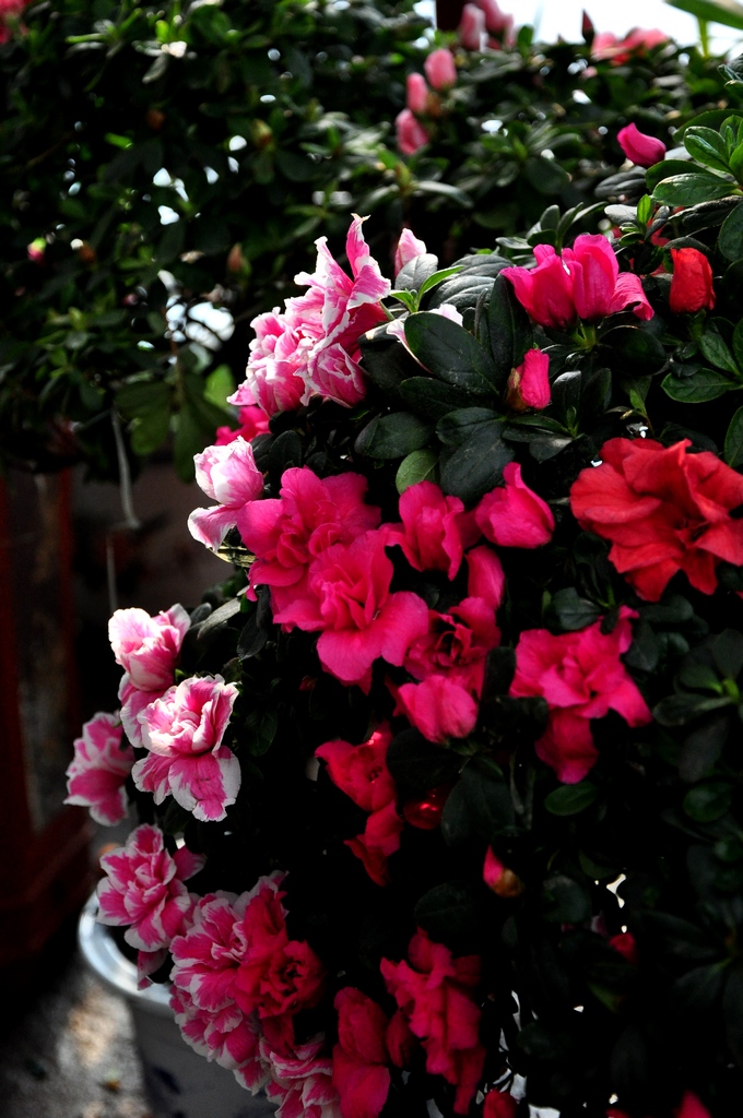 DSC_1353.jpg