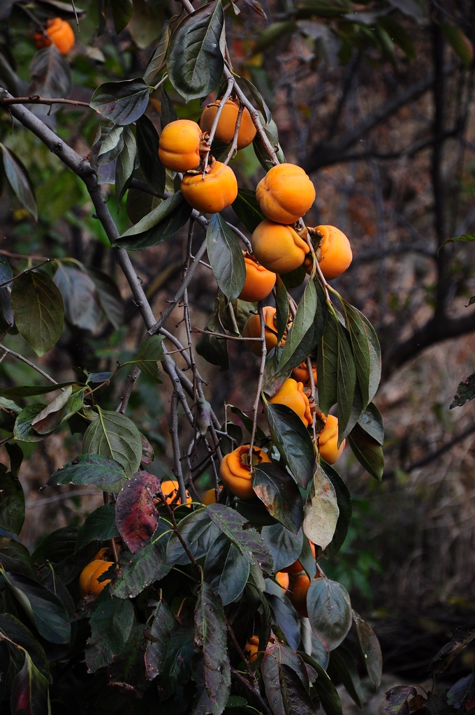 DSC_6806.jpg