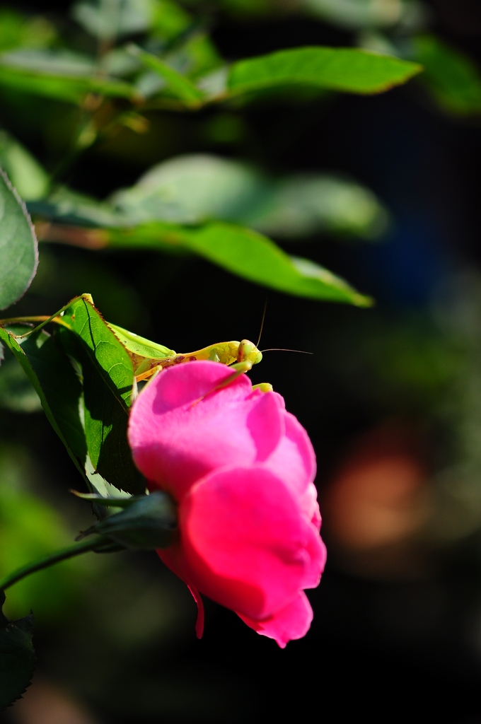 DSC_6398.jpg