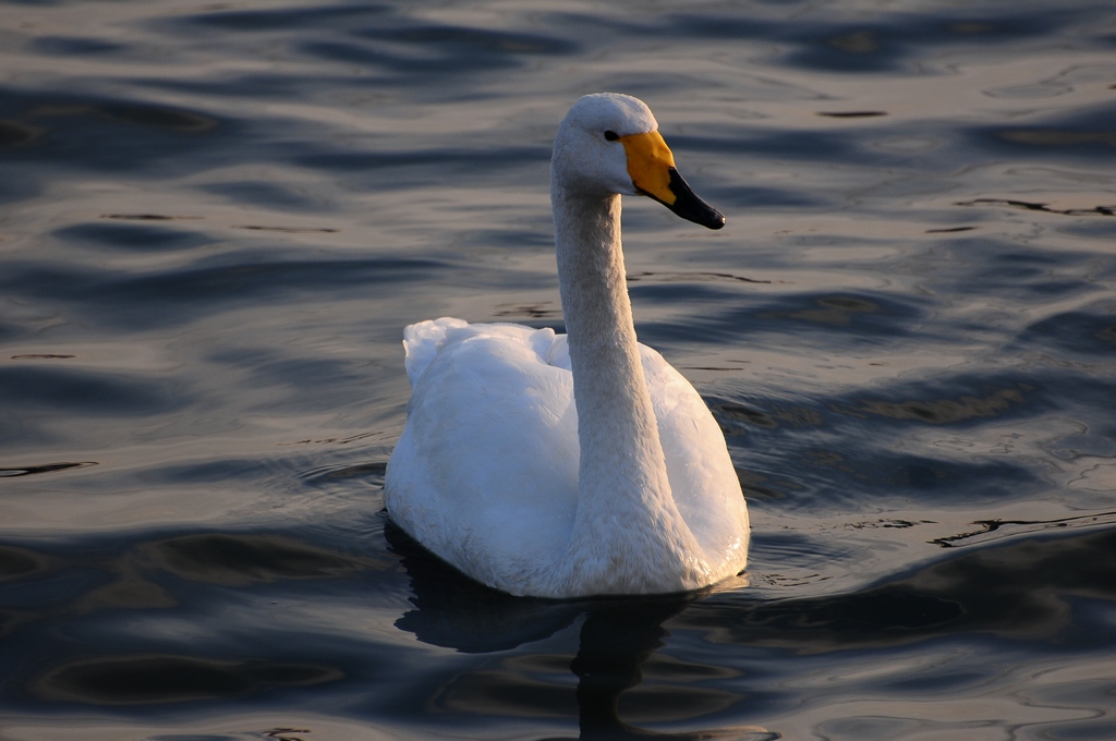 DSC_0524.jpg