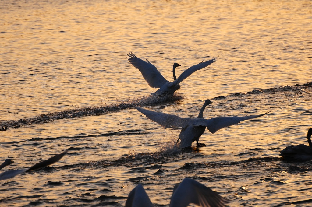 DSC_0562.jpg