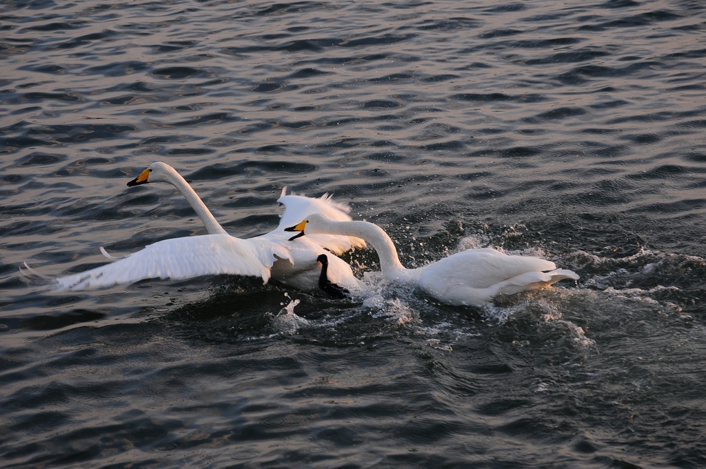 DSC_0576.jpg
