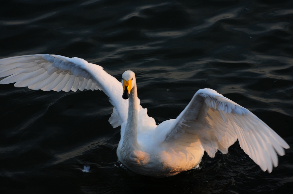 DSC_0604.jpg