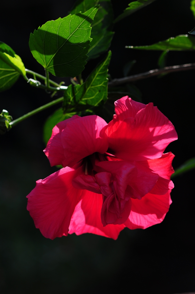 DSC_4795.jpg
