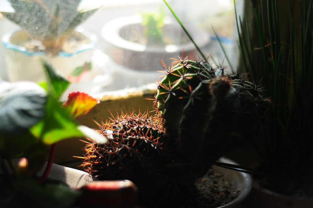 DSC_0166.jpg
