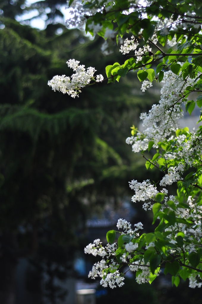 DSC_2478.jpg