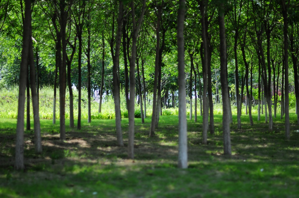 DSC_2204.jpg