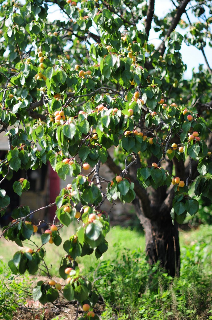DSC_2370.jpg