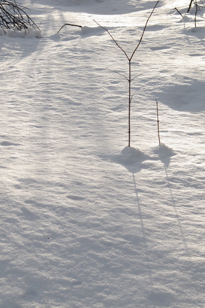 元月十四日踏雪昆嵛山 115.jpg