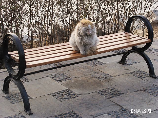 IMG_3308圆明园猫.jpg