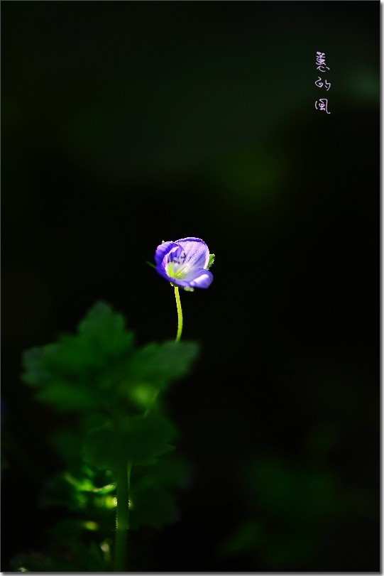蕙兰花（落烟摄影）.jpg