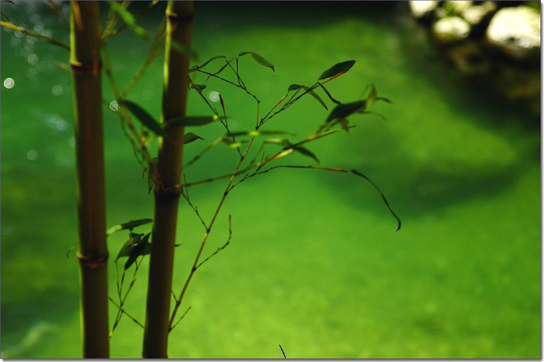 2012油菜花之行 768_conew1.jpg