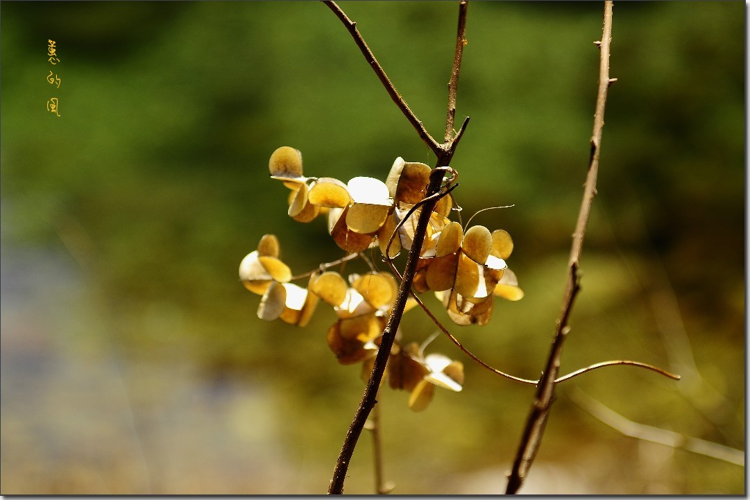 2012油菜花之行 752_conew1.jpg