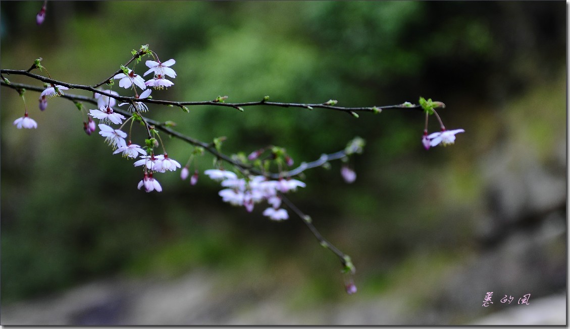 2012油菜花之行 528_conew1.jpg