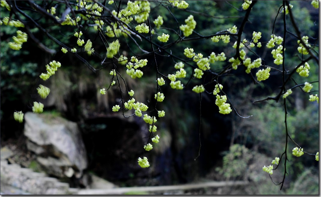 2012油菜花之行 658.jpg