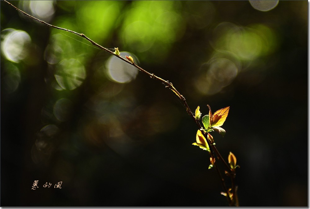 2012油菜花之行 791_conew1.jpg