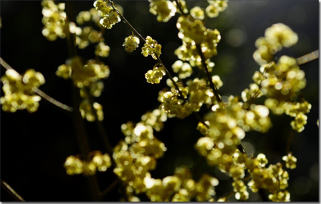 2012油菜花行 708.jpg