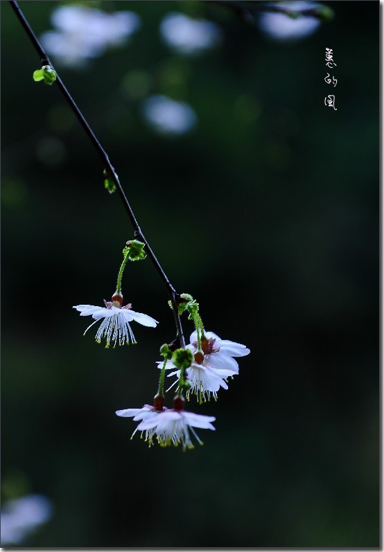 2012油菜花之行 524_conew1.jpg