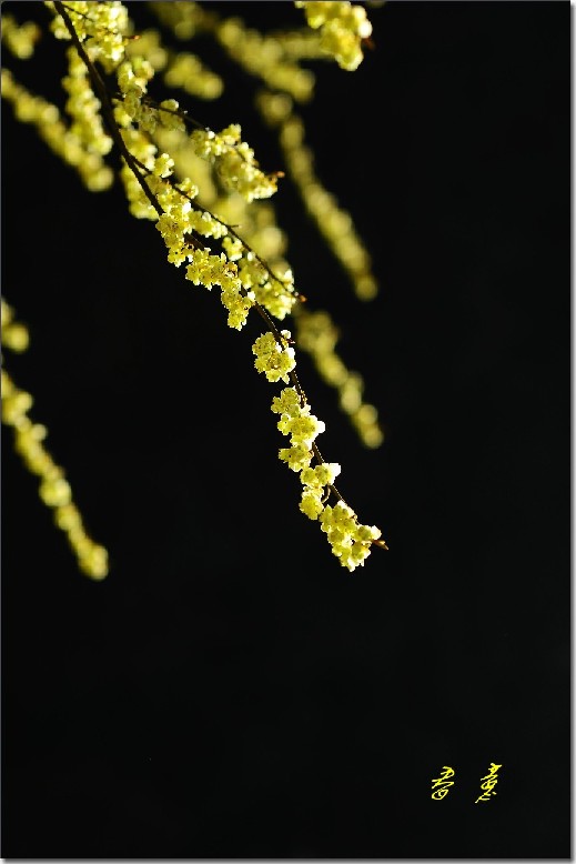 2012油菜花之行 694_conew1.jpg