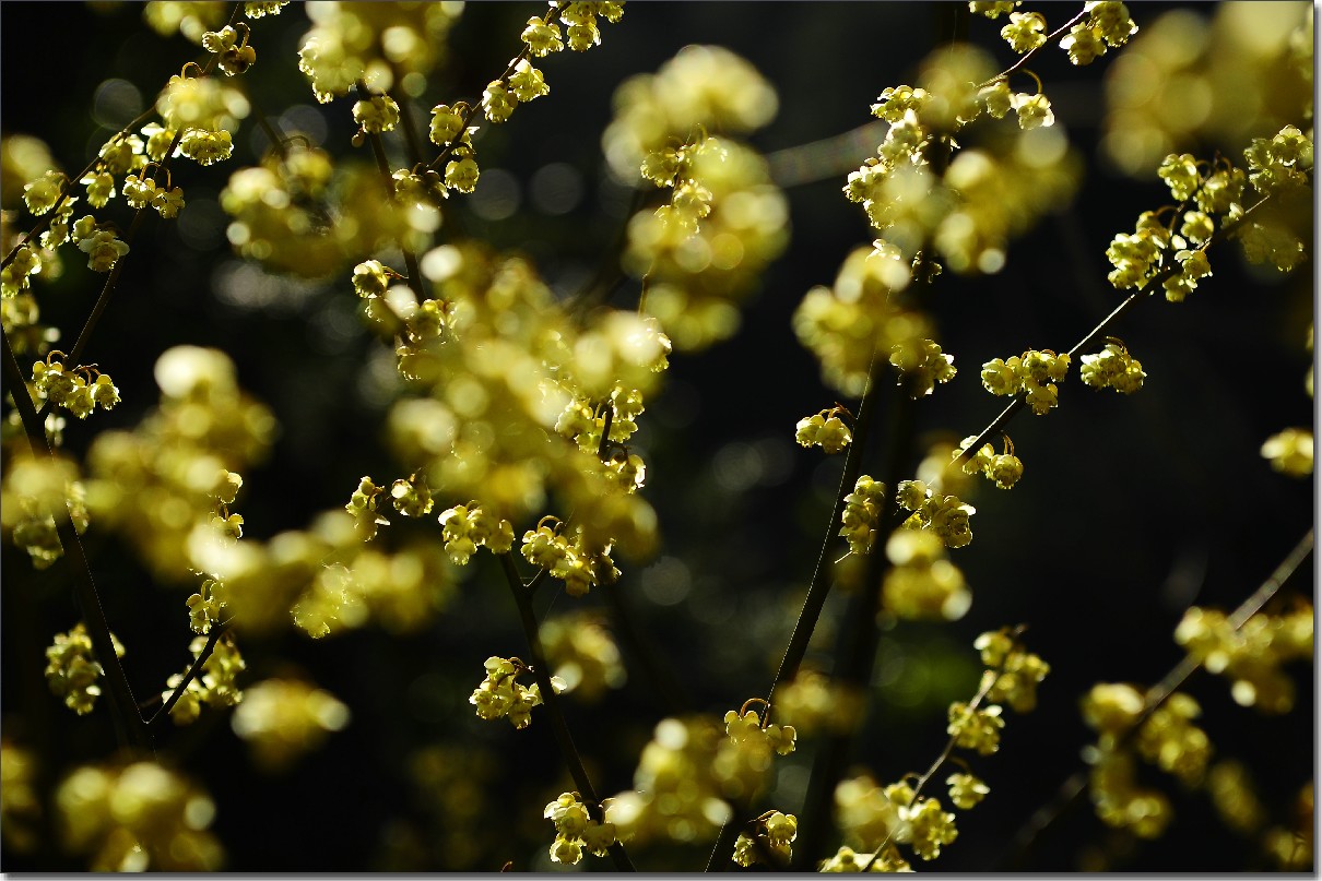 2012油菜花之行 703.jpg