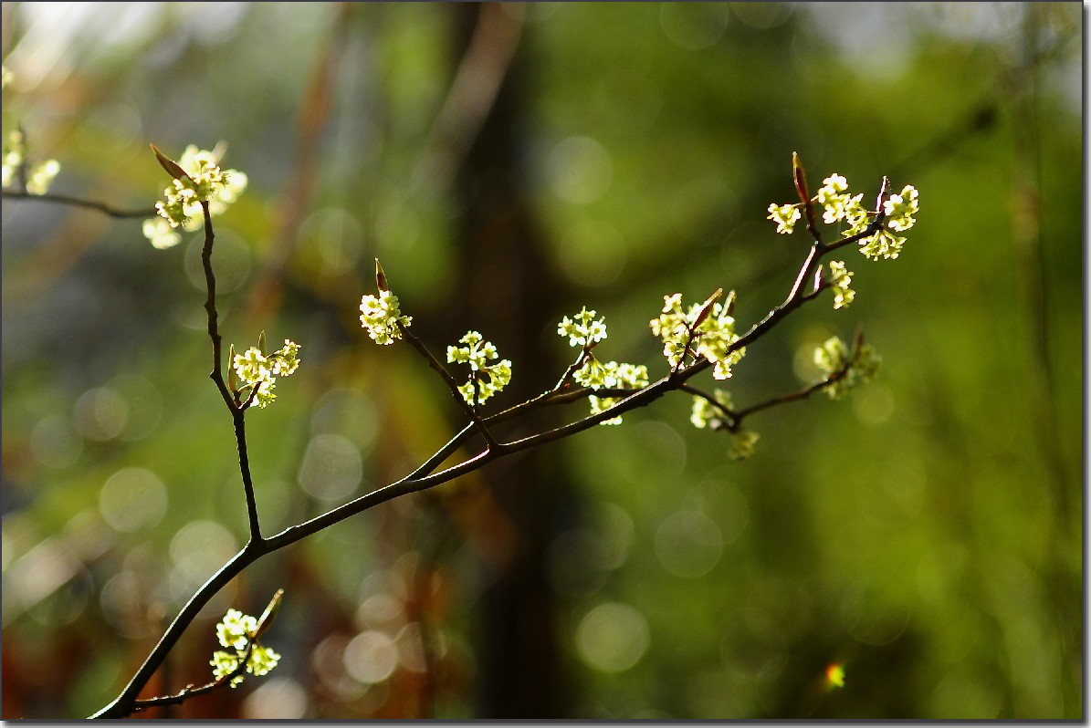 2012油菜花之行 698.jpg