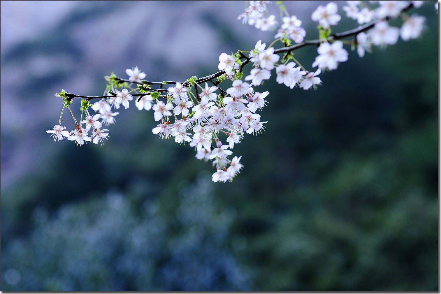2012油菜花之行 607.jpg