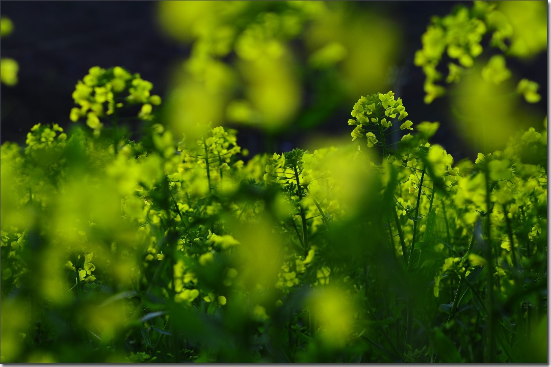 2012油菜花之行 340.jpg