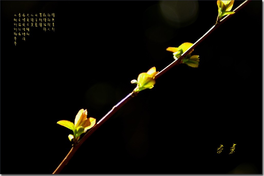 2012油菜花之行 811_conew2.jpg