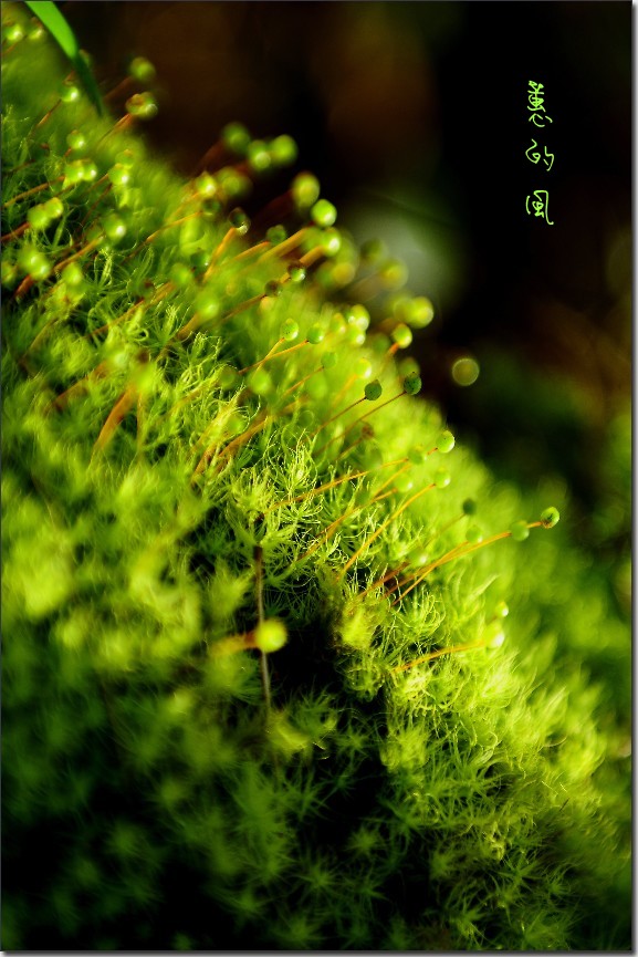 2012油菜花之行 740_conew1.jpg