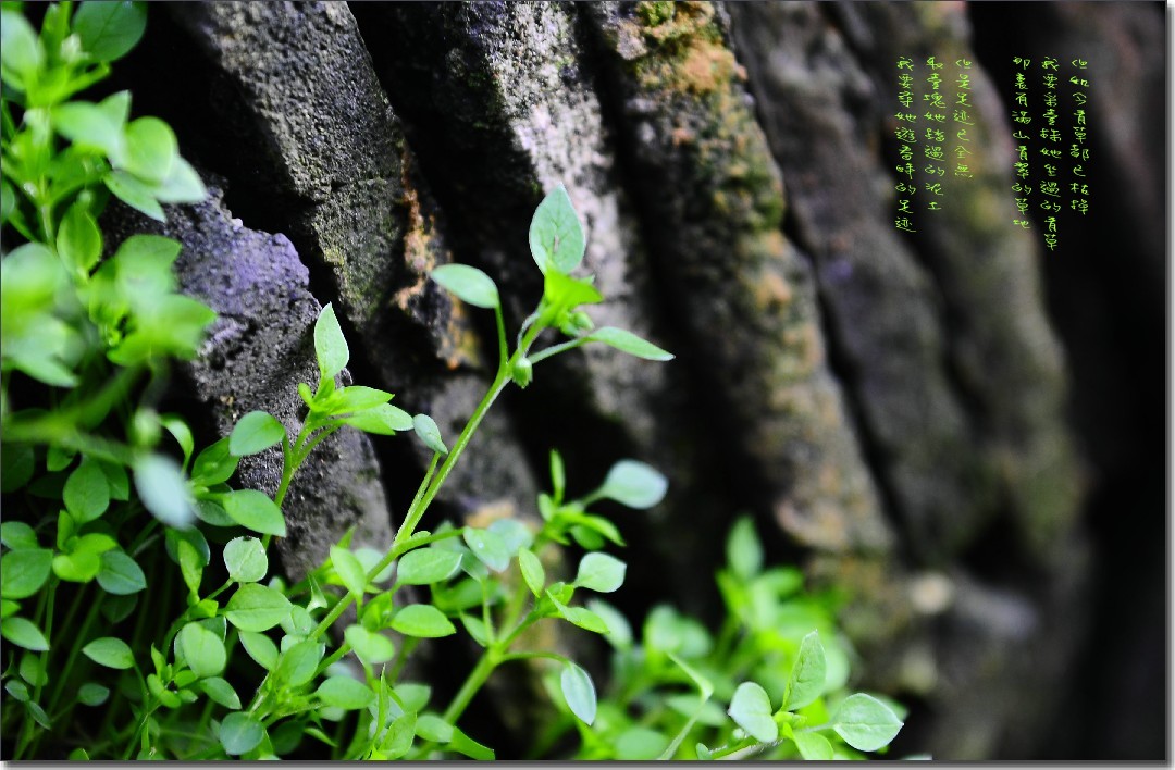 2012油菜花之行 270_conew1.jpg