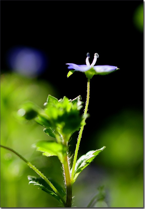 2012油菜花之行 129.jpg