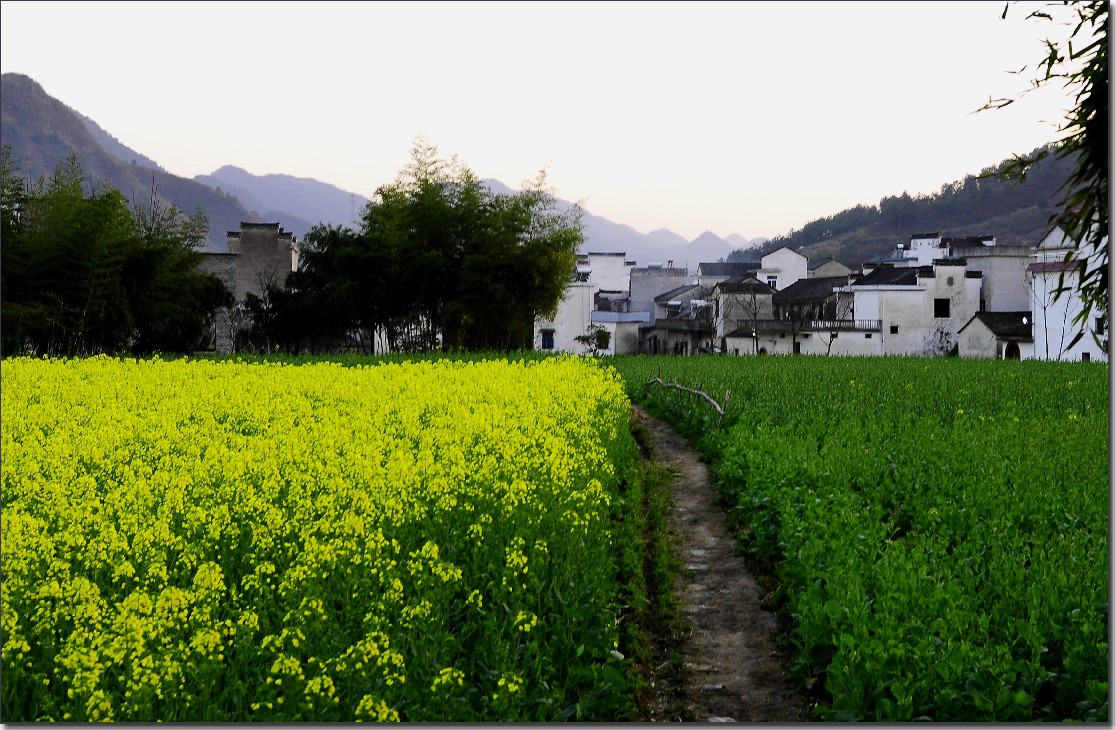 2012油菜花之行 442.jpg