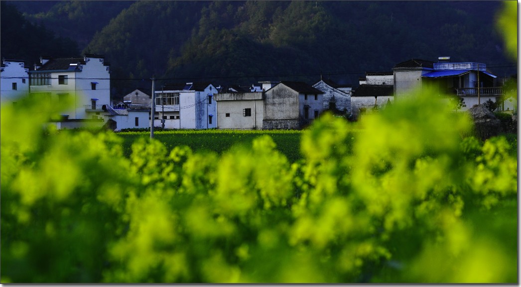 2012油菜花之行 341.jpg