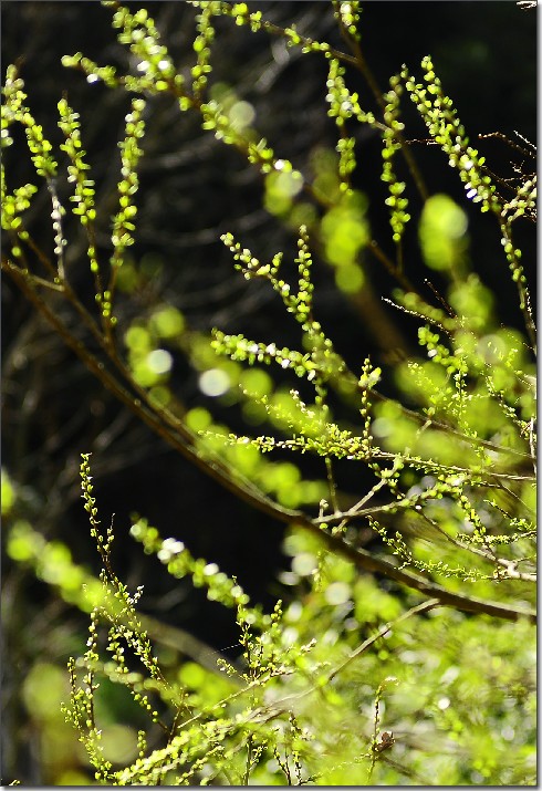 2012油菜花行 733.jpg