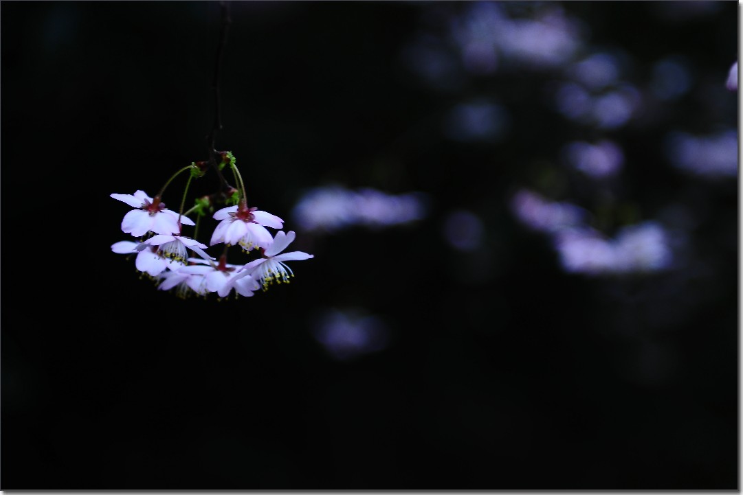 2012油菜花之行 533.jpg