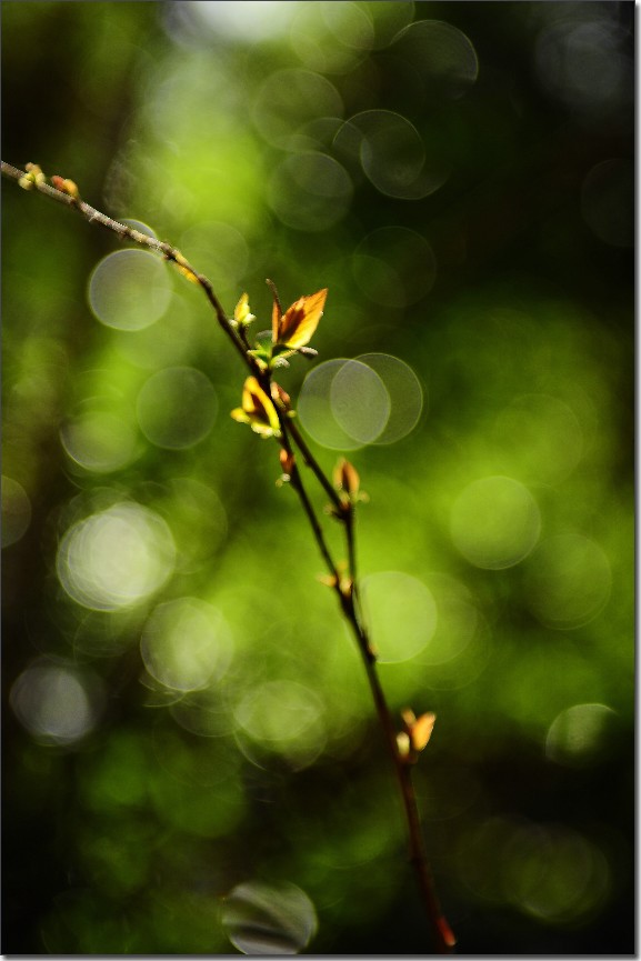2012油菜花之行 789.jpg