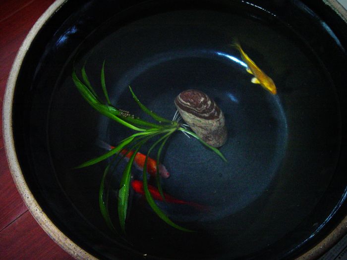 DSC00727陶盆养鱼.jpg