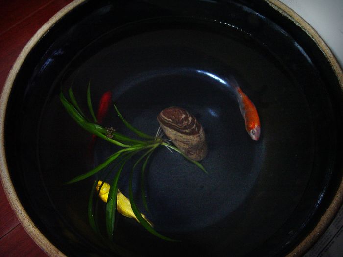 DSC00726陶盆养鱼.jpg