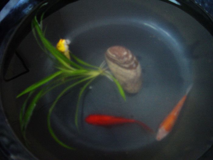 DSC00728陶盆养鱼.jpg