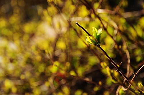 DSC_3989.jpg