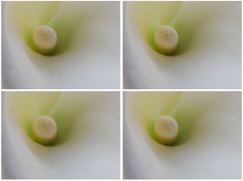 马蹄莲花蕊.jpg
