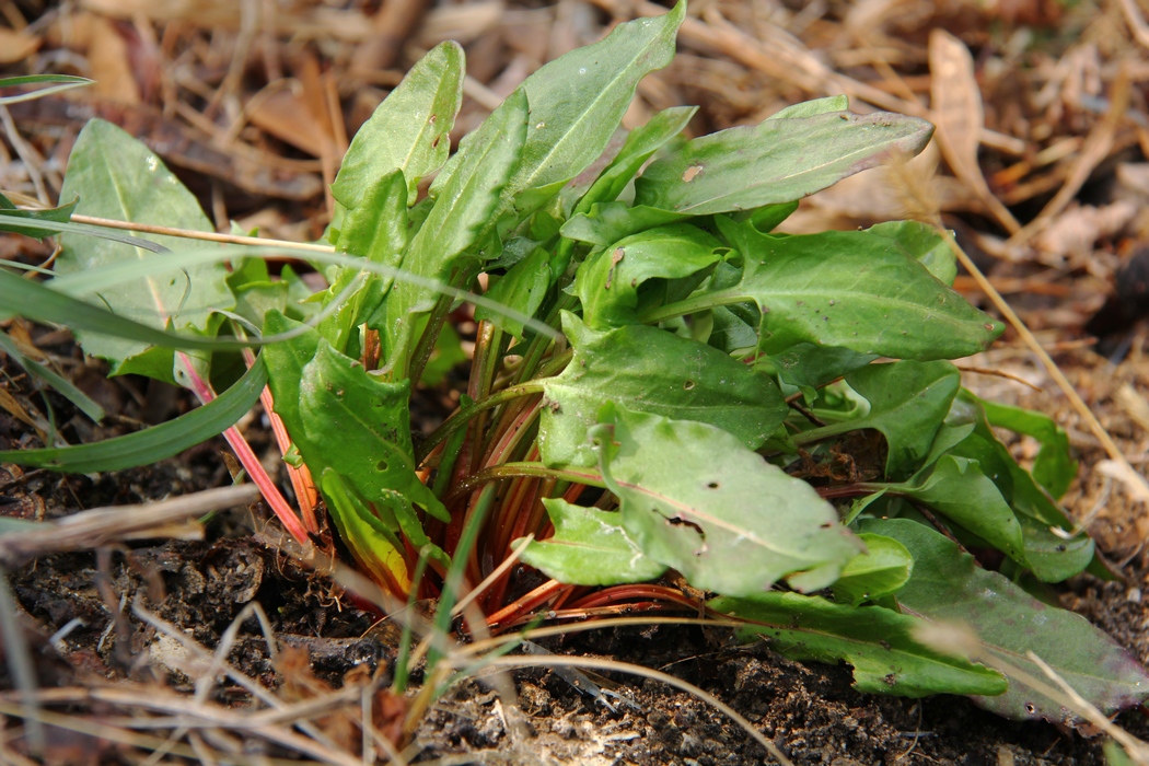 四月大南山赏花 106-02.jpg