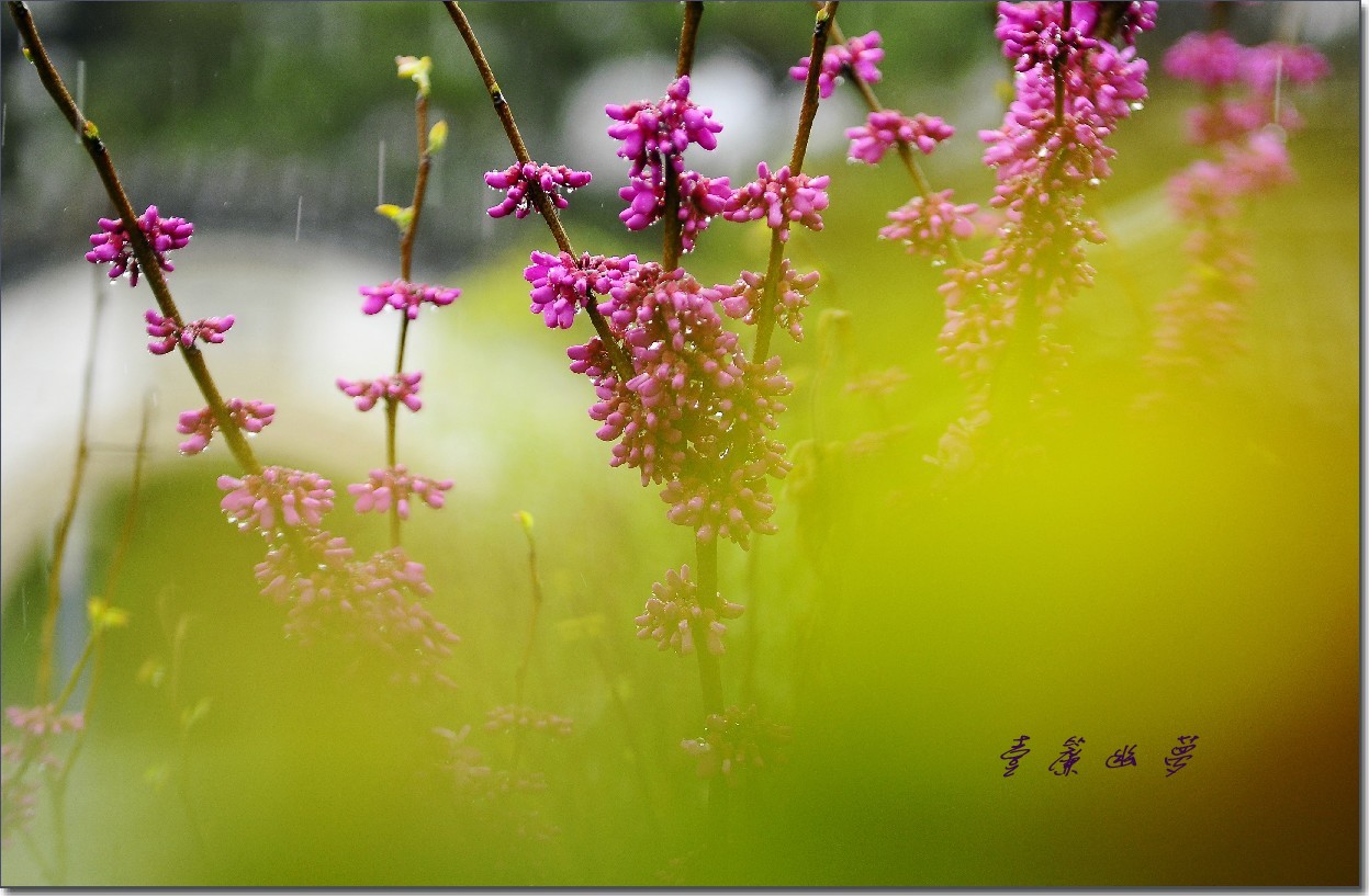 雨中寻芳意 075_conew1.jpg