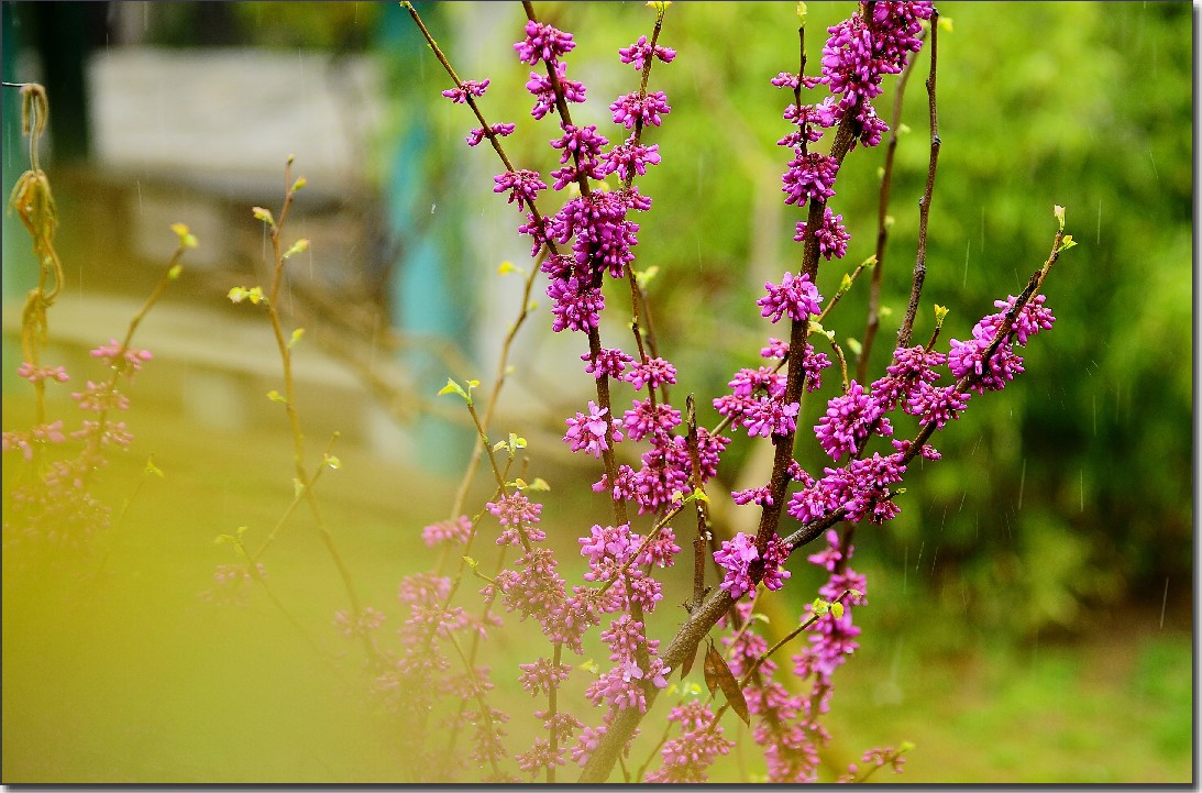 雨中寻芳意 086.jpg