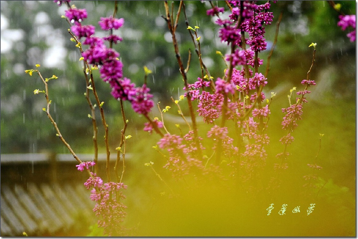 我有一帘幽梦.jpg