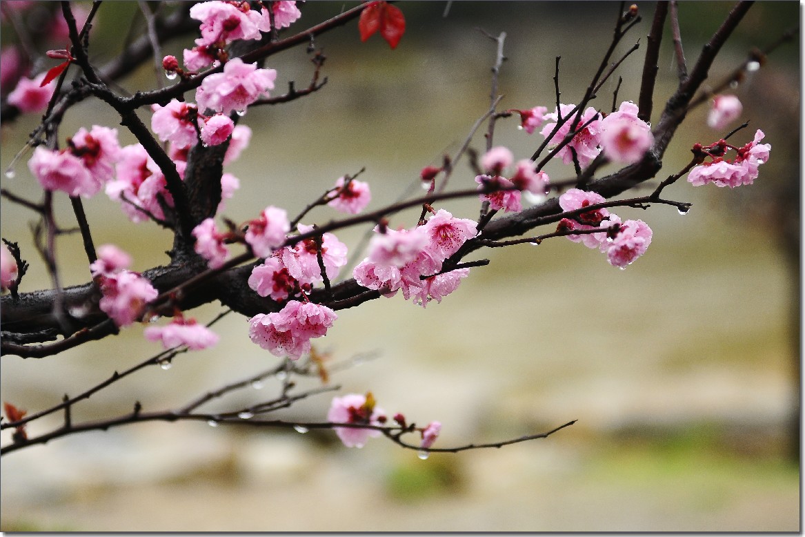 雨中寻芳意 364.jpg