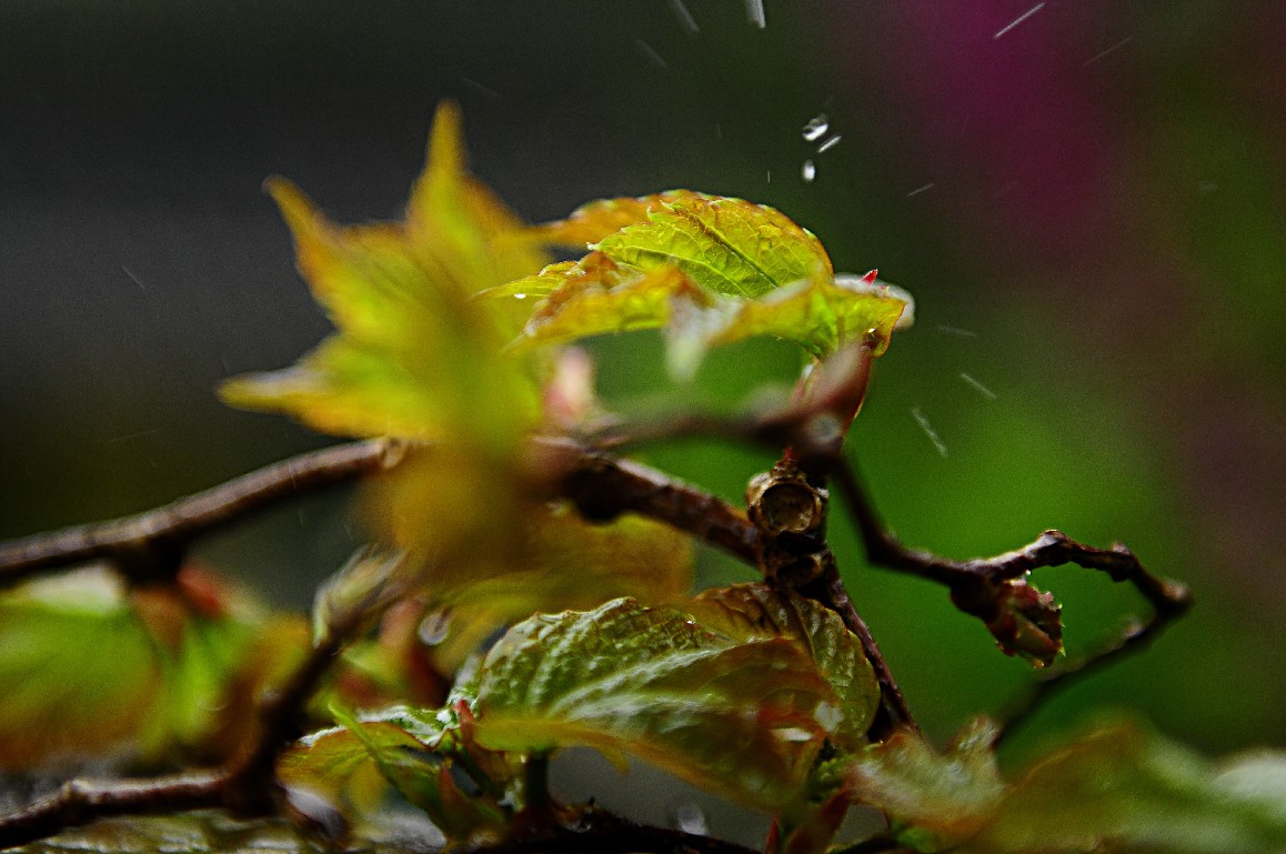 雨中寻芳意 170.jpg