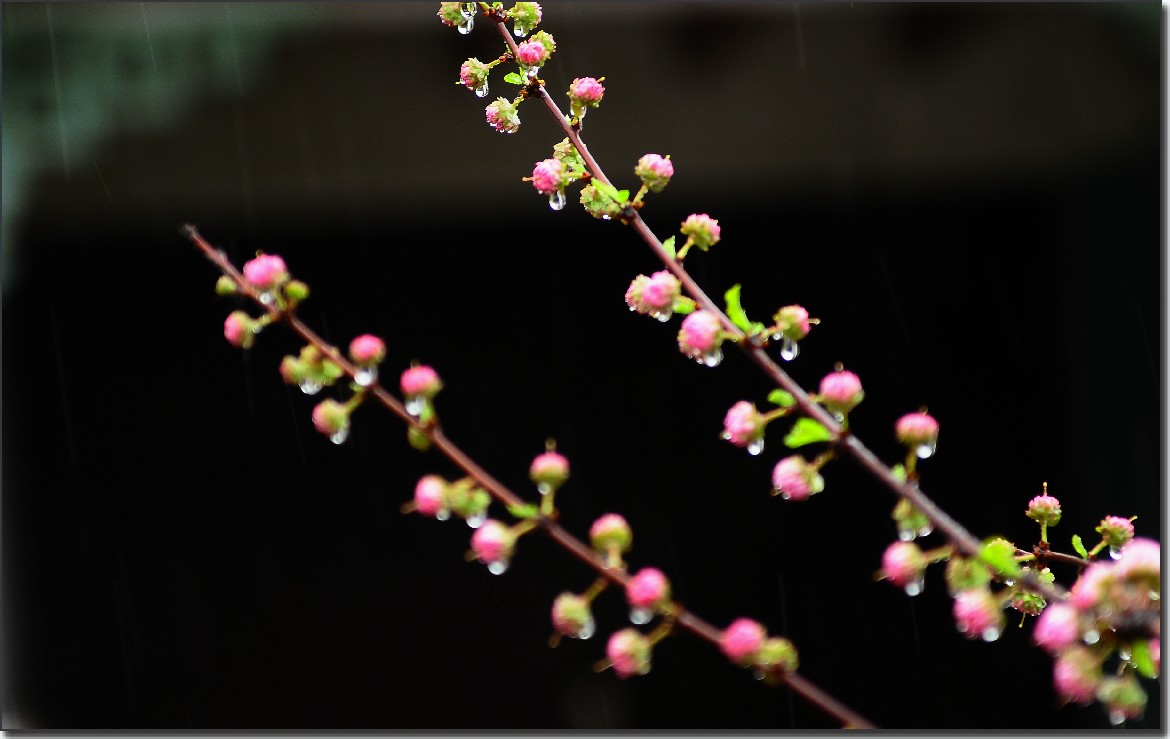 雨中寻芳意 131.jpg