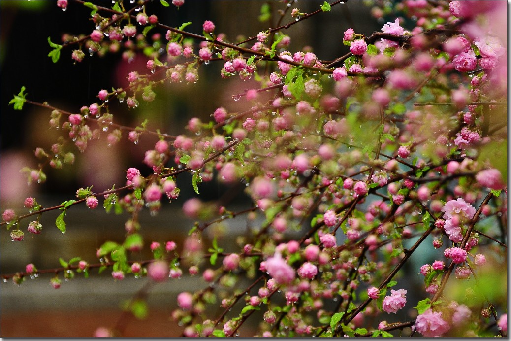 雨中寻芳意 091.jpg